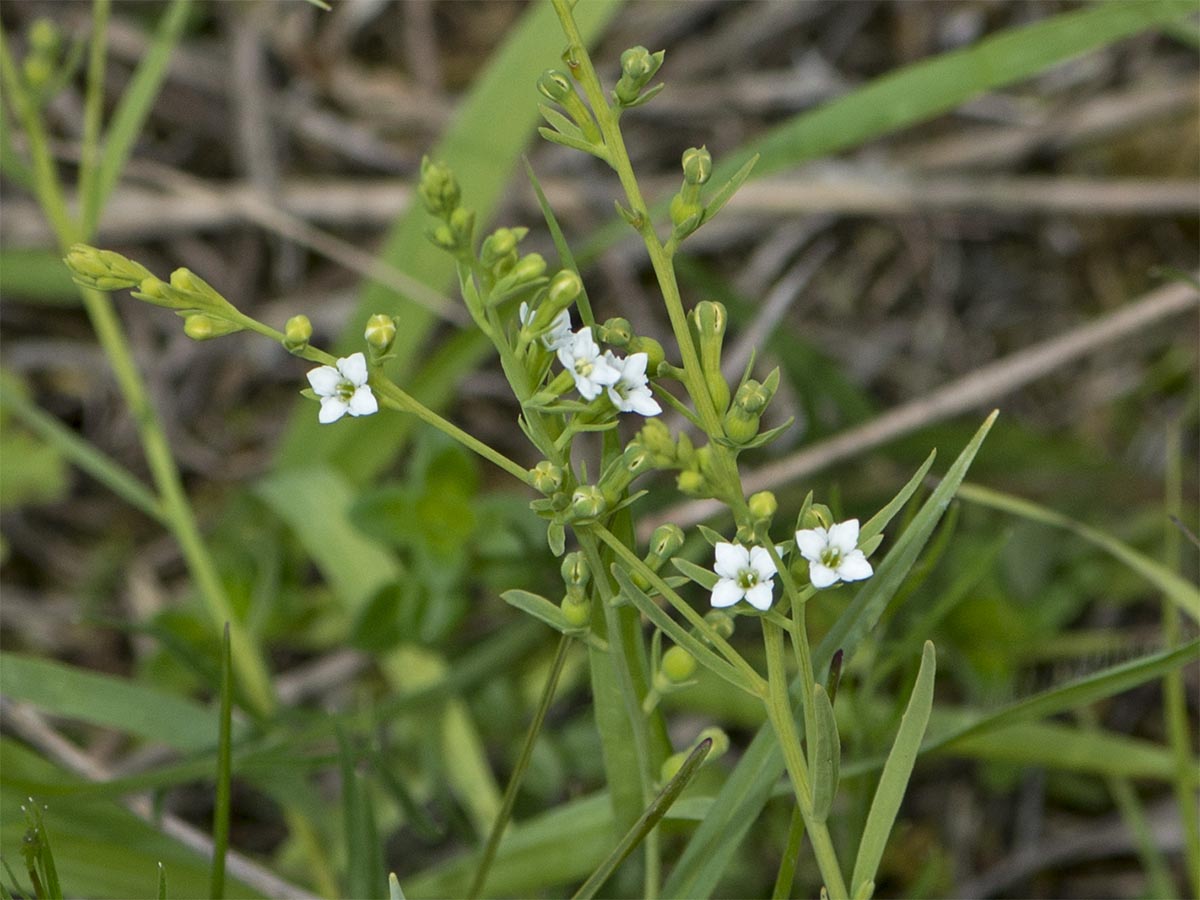 Thesium alpinum